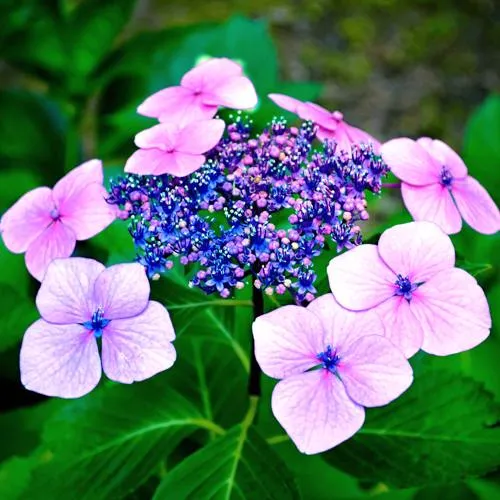 Гортензия БЛЮБЕРД пильчатая  Гортензия БЛЮБЕРД пильчатая в Одинцове