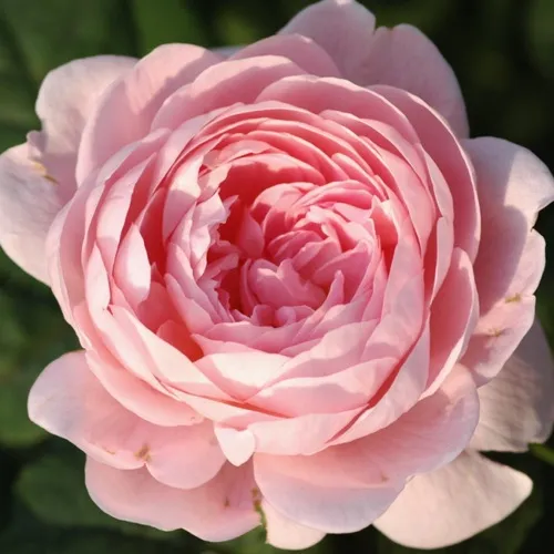 Саженцы роз КУИН ОФ СУИДЕН английская  Саженцы роз КУИН ОФ СУИДЕН английская в Одинцове