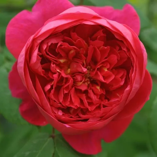 Саженцы роз БЕНДЖАМИН БРИТТЕН шраб  Саженцы роз БЕНДЖАМИН БРИТТЕН шраб в Одинцове