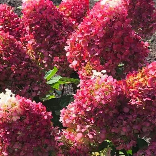 гортензия ред вельвет гортензия ред вельвет