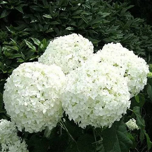 Гортензия АННАБЕЛЬ древовидная  Гортензия АННАБЕЛЬ древовидная в Одинцове