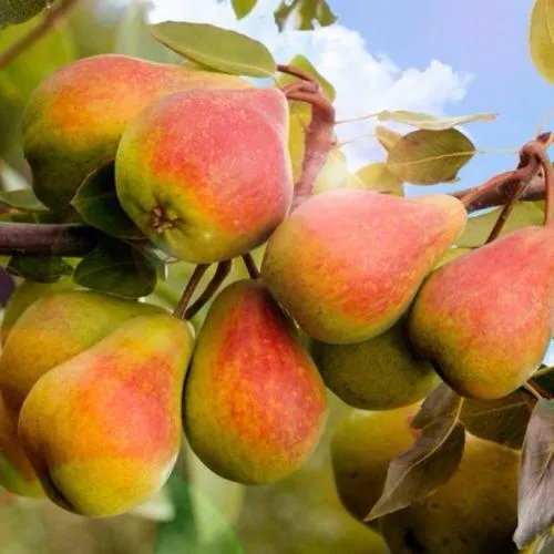 Груша ЗАБАВА в Одинцове