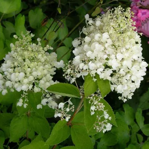 Гортензия ДАРТС ЛИТТЛ ДОТТ метельчатая  Гортензия ДАРТС ЛИТТЛ ДОТТ метельчатая в Одинцове