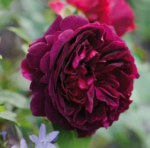 Саженцы роз МАНСТЕД ВУД английская  Саженцы роз МАНСТЕД ВУД английская в Одинцове