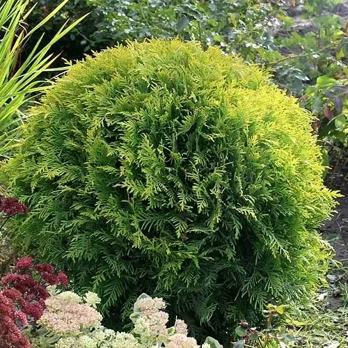 Туя ЕЛЛОУ ГЛОБ западная в Одинцове