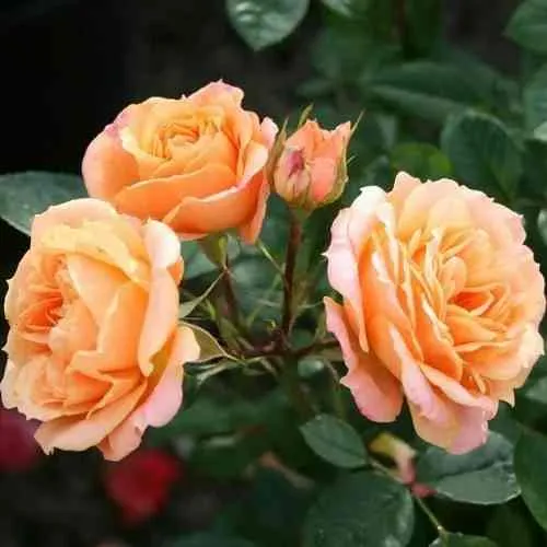 Саженцы роз КЛЕМЕНТИНА миниатюрная в Одинцове