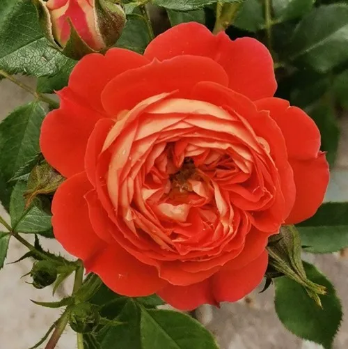 Саженцы роз СТАРЛЕТ РОУЗ КАРМЕН плетистая  Саженцы роз СТАРЛЕТ РОУЗ КАРМЕН плетистая в Одинцове