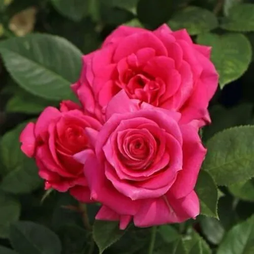 Саженцы роз ЛАВ ЛЕТТЕР флорибунда  Саженцы роз ЛАВ ЛЕТТЕР флорибунда в Одинцове