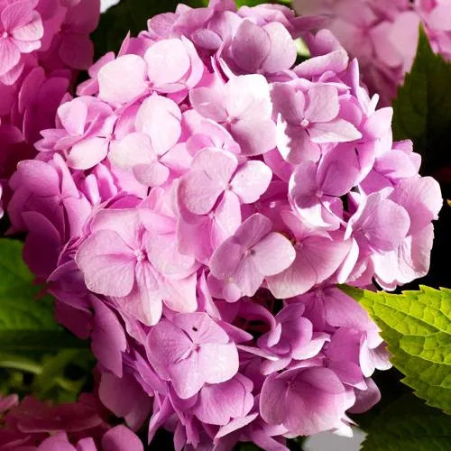 Гортензия БУКЕТ РОУЗ крупнолистная  Гортензия БУКЕТ РОУЗ крупнолистная в Одинцове