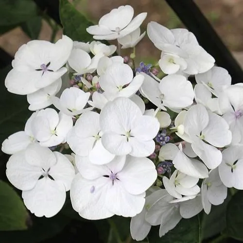 Гортензия ЛИБЕЛЛЕ крупнолистная  Гортензия ЛИБЕЛЛЕ крупнолистная в Одинцове