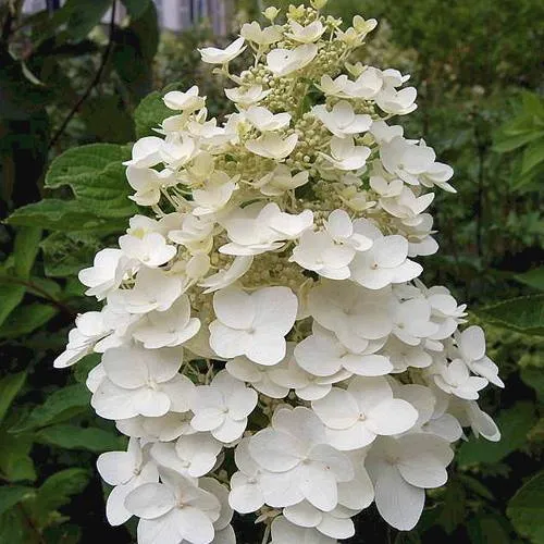 Гортензия КИУШУ метельчатая  Гортензия КИУШУ метельчатая в Одинцове
