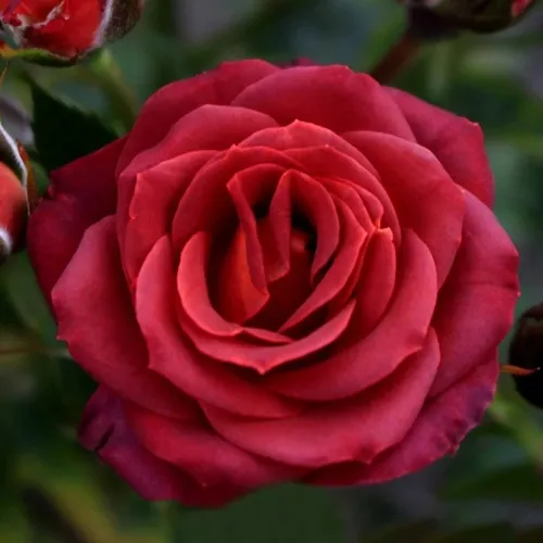 Саженцы роз ЧОКОЧИНО спрей  Саженцы роз ЧОКОЧИНО спрей в Одинцове