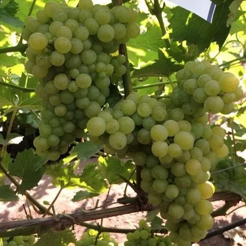 Виноград КИШМИШ 311 в Одинцове