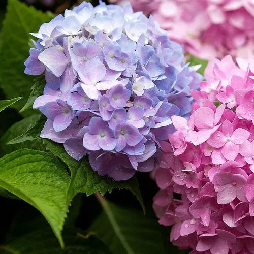 саженцы гортензии саженцы гортензии