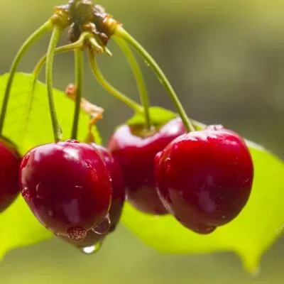 Черешня СИНЯВСКАЯ в Одинцове