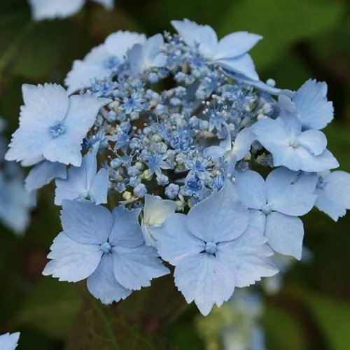 Гортензия БЛЮ ДЕКЛ пильчатая  Гортензия БЛЮ ДЕКЛ пильчатая в Одинцове