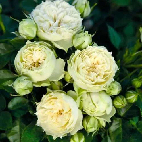 Саженцы роз БЛАНШЕТТ спрей  Саженцы роз БЛАНШЕТТ спрей в Одинцове