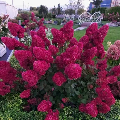 Гортензия САМАРСКАЯ ЛИДИЯ метельчатая  Гортензия САМАРСКАЯ ЛИДИЯ метельчатая в Одинцове