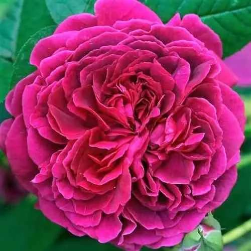 Саженцы роз ВИЛЬЯМ ШЕКСПИР английская  Саженцы роз ВИЛЬЯМ ШЕКСПИР английская в Одинцове