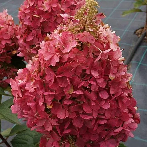 Гортензия КАНДЕЛАЙТ метельчатая  Гортензия КАНДЕЛАЙТ метельчатая в Одинцове