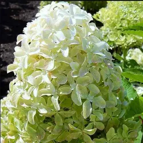 Гортензия МЭДЖИКАЛ ЛАЙМ СПАРКЛ метельчатая  Гортензия МЭДЖИКАЛ ЛАЙМ СПАРКЛ метельчатая в Одинцове