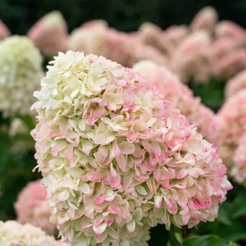 Гортензия САММЕР ЛАВ метельчатая  Гортензия САММЕР ЛАВ метельчатая в Одинцове