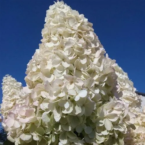 Гортензия ПОЛАР БИР метельчатая  Гортензия ПОЛАР БИР метельчатая в Одинцове