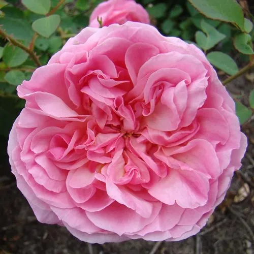 Саженцы роз ХАЙДИ ХОЛЛ английская  Саженцы роз ХАЙДИ ХОЛЛ английская в Одинцове