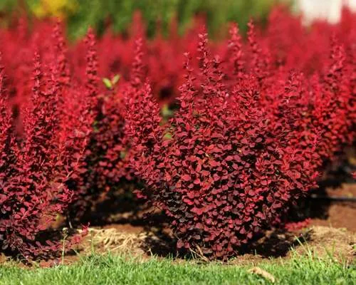 барбарис красный.jpg