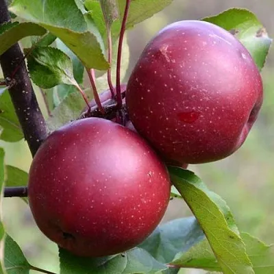 Красномясая  Красномясая в Одинцове