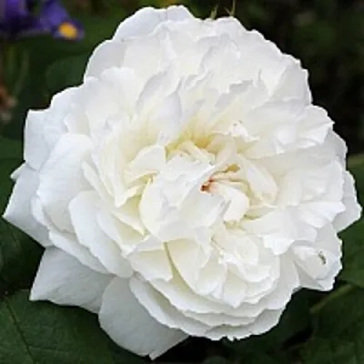 Саженцы роз ВИНЧЕСТЕР КАФЕДРАЛ английская  Саженцы роз ВИНЧЕСТЕР КАФЕДРАЛ английская в Одинцове