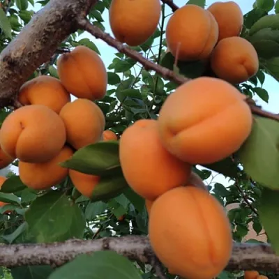 Абрикос ГОЛД РИЧ  Абрикос ГОЛД РИЧ в Одинцове