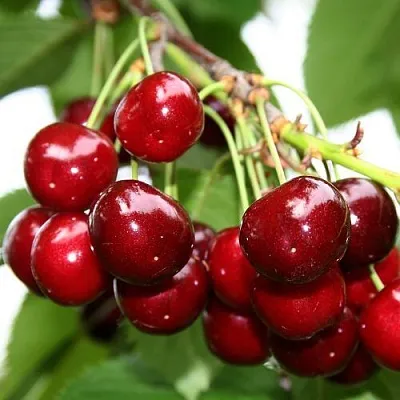 Черешня МИНЧАНКА в Одинцове