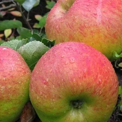 Яблоня ЯБЛОЧНЫЙ СПАС  Яблоня ЯБЛОЧНЫЙ СПАС в Одинцове