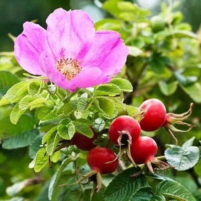 Шиповник   Шиповник  в Одинцове