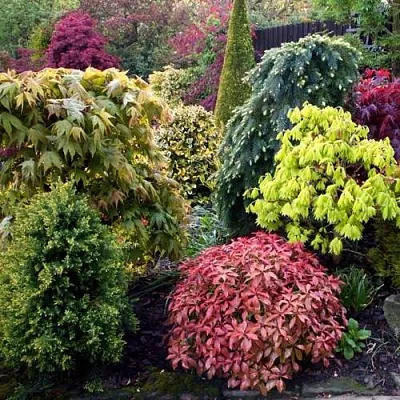 Декоративные растения  Декоративные растения в Одинцове