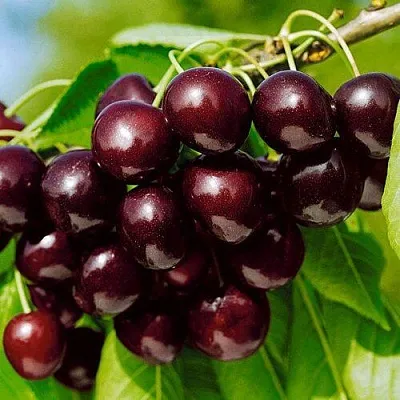 Черешня ВИТЯЗЬ в Одинцове