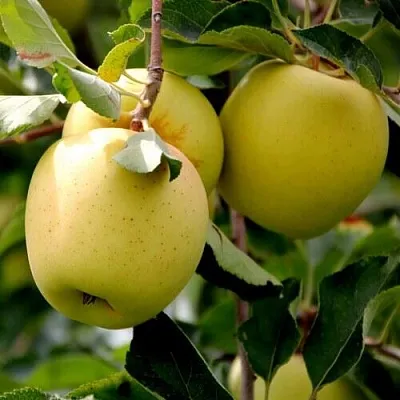 Яблоня ГОЛДЕН ВЛАДИМИРСКИЙ  Яблоня ГОЛДЕН ВЛАДИМИРСКИЙ в Одинцове