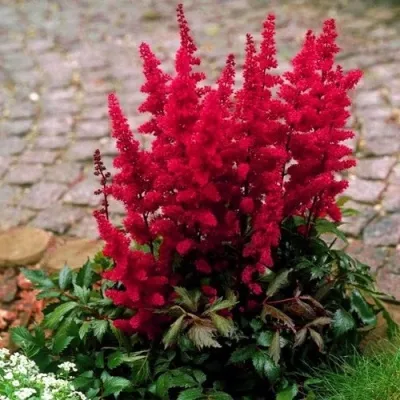 Астильба ГЛАТ Арендса — описание сорта Астильба ГЛАТ Арендса в Одинцове