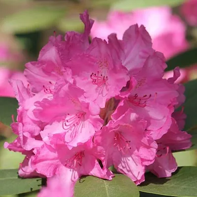 Рододендрон ЛУМИНА  Рододендрон ЛУМИНА в Одинцове