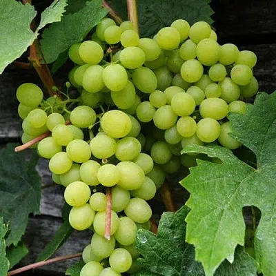 Виноград АЛЕШЕНЬКИН  Виноград АЛЕШЕНЬКИН в Одинцове