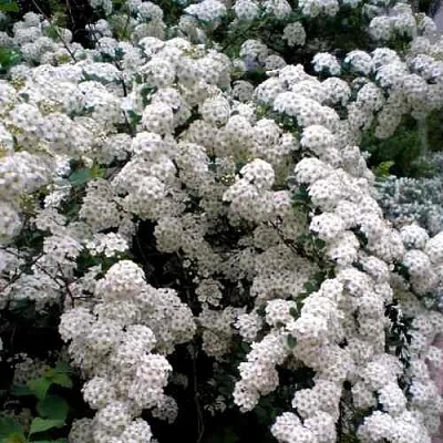 Спирея ВАНГУТТА в Одинцове