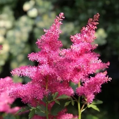 Астильба САННИ ДЕЙ гибридная  Астильба САННИ ДЕЙ гибридная в Одинцове