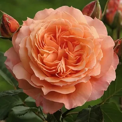 Саженцы роз БЕЛЬВЕДЕР шраб  Саженцы роз БЕЛЬВЕДЕР шраб в Одинцове