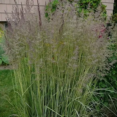 Вейник АВАЛАНШ остроцветковый  Вейник АВАЛАНШ остроцветковый в Одинцове