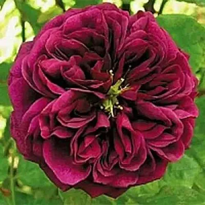 Саженцы роз ЗЕ ПРИНЦ английская  Саженцы роз ЗЕ ПРИНЦ английская в Одинцове