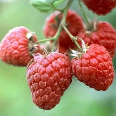 Малина ХЕРИТЕЙДЖ  Малина ХЕРИТЕЙДЖ в Одинцове