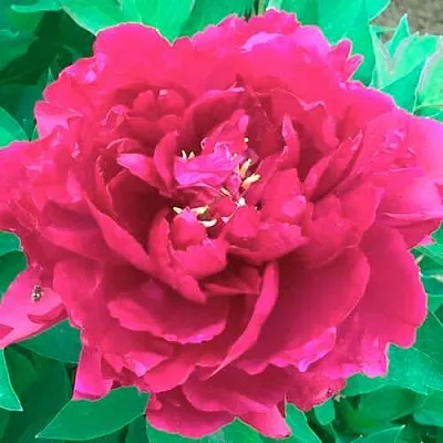 Пион ОСТРОВНОЙ МИНИСТР древовидный  Пион ОСТРОВНОЙ МИНИСТР древовидный в Одинцове