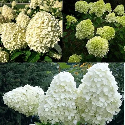 Комплект НЕЖНЫЙ КАПУЧИНО в Одинцове