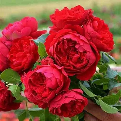 Саженцы роз ФЛОРЕНТИНА плетистая  Саженцы роз ФЛОРЕНТИНА плетистая в Одинцове